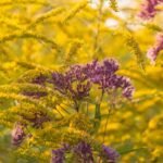 best podcasts 2025 wild flowers