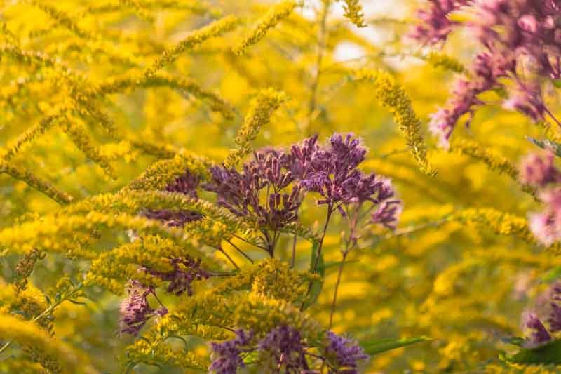 wild flowers